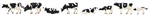 Faller 151904 HO Cows Black and White pkg (8)