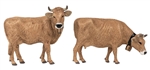 Pola 331554 G Brown Cattle