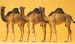 Preiser 20397 HO Animals Camels Dromedary 1 Hump Pkg 3